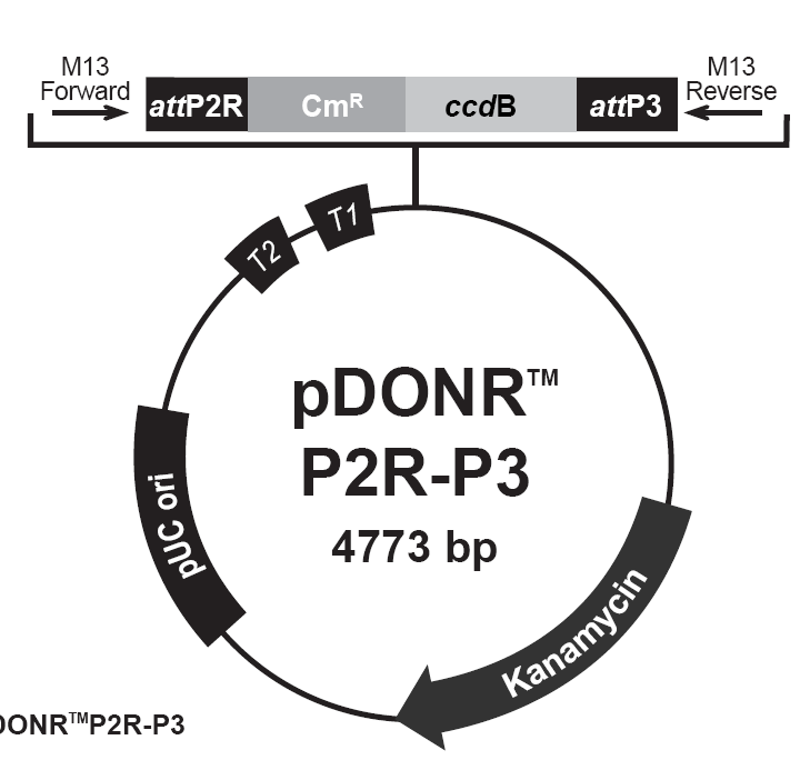 pDONR-P2RP3载体图谱